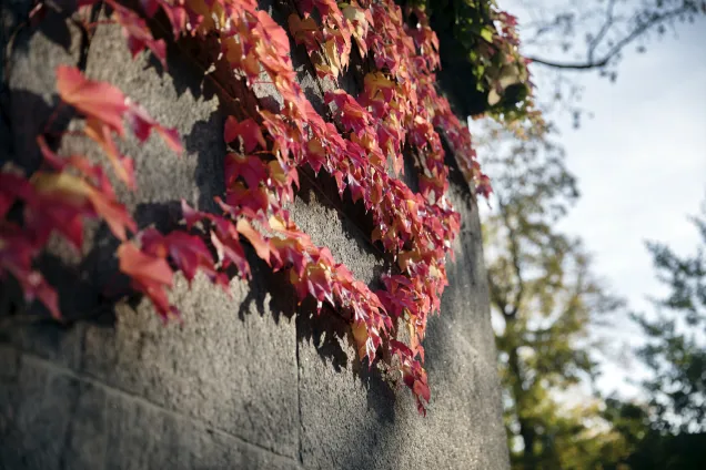 Röda höstlöv mot vägg.